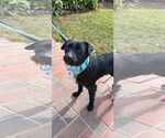 Small #6 Mutt