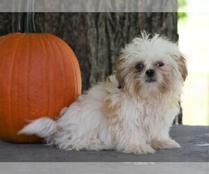 Shih Tzu Puppy for sale in FREDERICKSBG, OH, USA