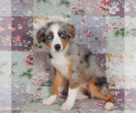 Small #16 Miniature Australian Shepherd