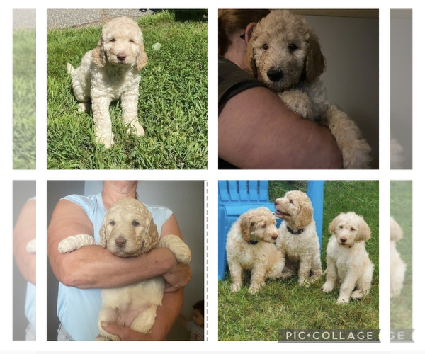 Medium Photo #3 Goldendoodle Puppy For Sale in SEYMOUR, CT, USA