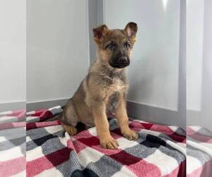 German Shepherd Dog Puppy for sale in FRANKLIN, IN, USA
