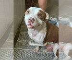 Small #17 American Pit Bull Terrier Mix