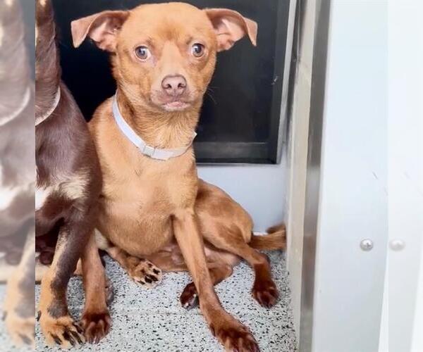 Medium Photo #3 Chihuahua-Unknown Mix Puppy For Sale in Houston, TX, USA