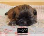 Small Photo #2 Shih Tzu Puppy For Sale in MANES, MO, USA