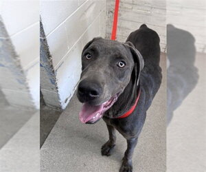 Doberman Pinscher-Unknown Mix Dogs for adoption in San Bernardino, CA, USA