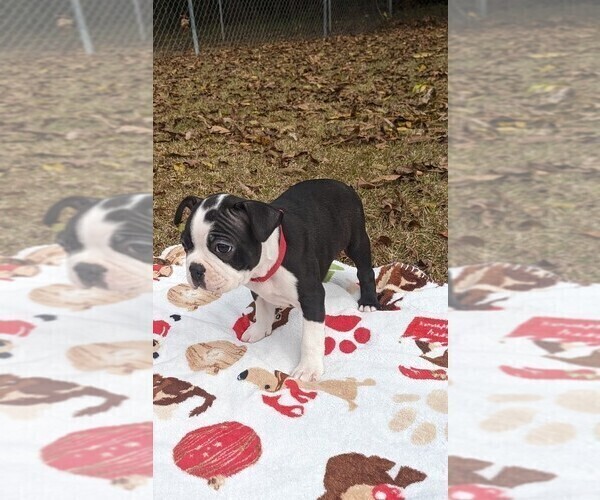Medium Photo #7 Boston Terrier Puppy For Sale in MACON, GA, USA