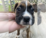 Small Photo #7 Boxer Puppy For Sale in HUMBOLDT, TN, USA