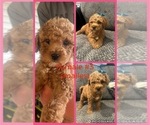 Puppy Puppy 7 Goldendoodle-Poodle (Toy) Mix