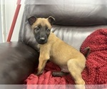 Small Photo #126 Belgian Malinois Puppy For Sale in REESEVILLE, WI, USA