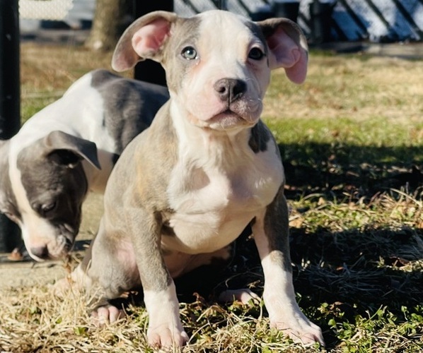 Medium Photo #1 American Pit Bull Terrier Puppy For Sale in TRENTON, NJ, USA
