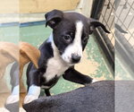 Small #1 American Staffordshire Terrier Mix