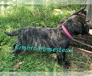 Bullmastiff Puppy for sale in JOELTON, TN, USA
