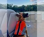 Small Photo #5 Mutt Puppy For Sale in Imlay City, MI, USA