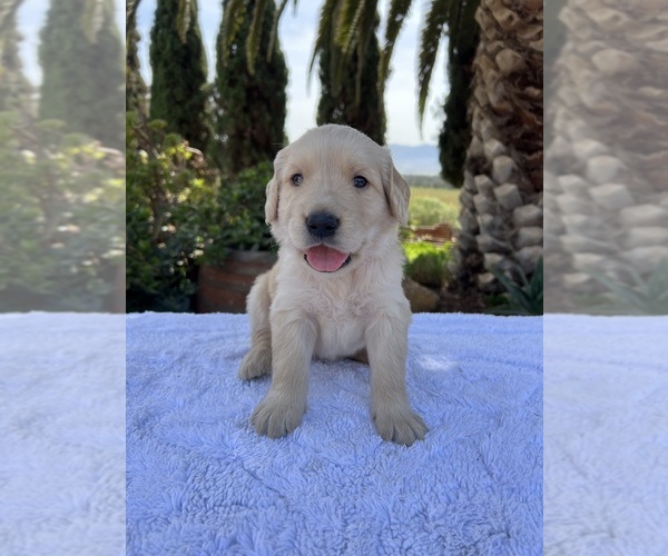 Medium Photo #3 Golden Retriever Puppy For Sale in GREENFIELD, CA, USA
