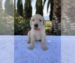Small #2 Golden Retriever