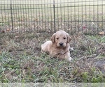 Small Photo #10 Goldendoodle Puppy For Sale in WILLIS, TX, USA
