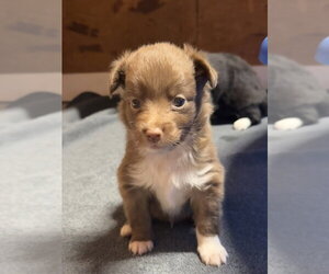 Charming - Male Australian Shepherd Dog for Adoption - Photo #2