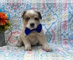 Small Photo #4 Australian Cattle Dog Puppy For Sale in LANCASTER, PA, USA
