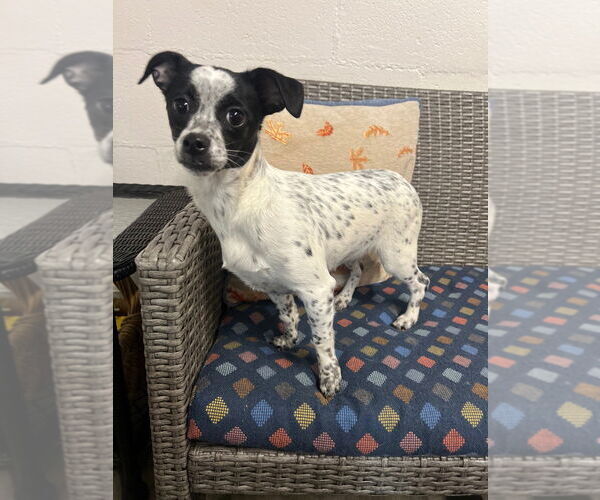 Medium Photo #5 Chihuahua-Unknown Mix Puppy For Sale in Ellijay, GA, USA