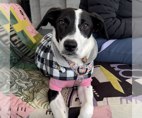 Medium Photo #9 Mutt Puppy For Sale in Brooklyn, NY, USA