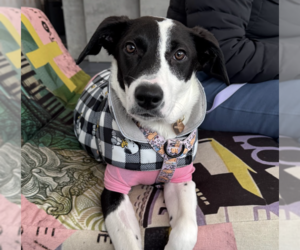 Oreo - Female Mutt Dog for Adoption - Photo #9