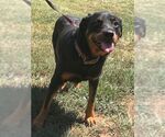 Small #17 Rottweiler