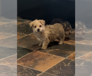Morkie Puppy for sale in VIRGINIA BEACH, VA, USA