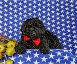 Small Photo #7 Miniature Labradoodle Puppy For Sale in QUARRYVILLE, PA, USA