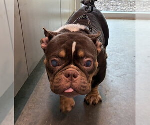 Bulldog-Unknown Mix Dogs for adoption in Tavares, FL, USA