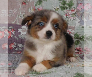 Miniature Australian Shepherd Puppy for sale in HARRISON, OH, USA