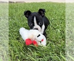 Small Boston Terrier