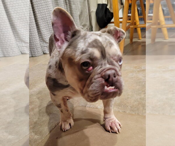Medium Photo #16 French Bulldog-Unknown Mix Puppy For Sale in Corona, CA, USA