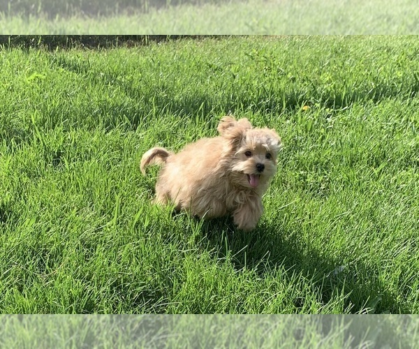 Medium Photo #11 Maltipoo Puppy For Sale in WARSAW, IN, USA