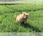 Small Photo #11 Maltipoo Puppy For Sale in WARSAW, IN, USA