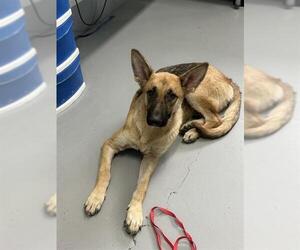 German Shepherd Dog Dogs for adoption in Corpus Christi, TX, USA