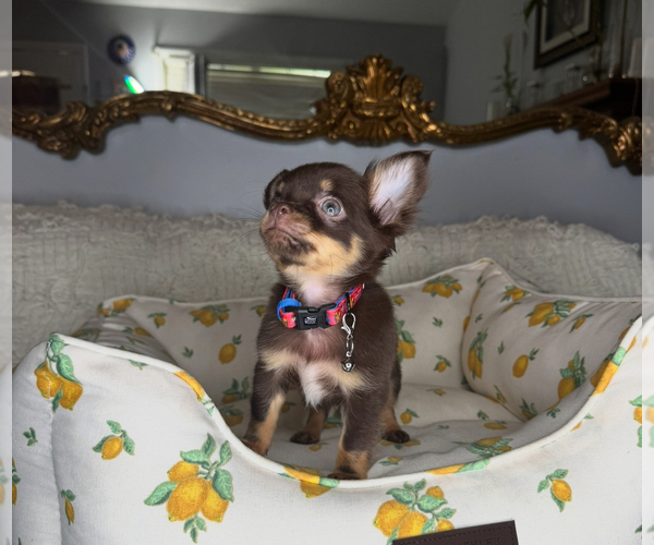 Medium Photo #10 Chihuahua Puppy For Sale in CHARLOTTE, NC, USA