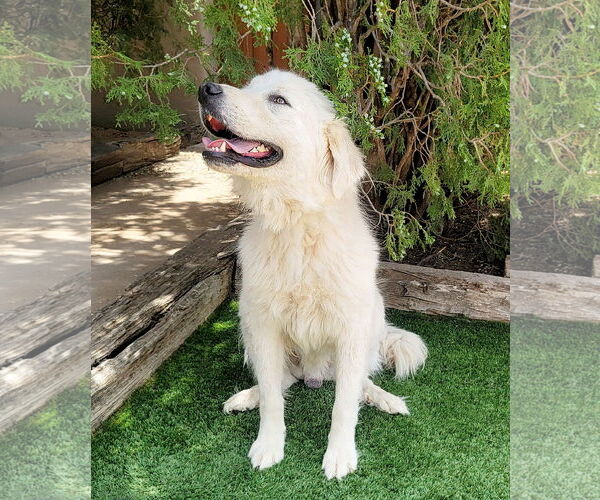 Medium Photo #2 Great Pyrenees Puppy For Sale in Albuquerque, NM, USA