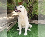 Small #1 Great Pyrenees
