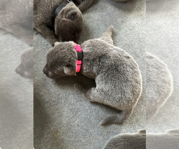Medium Photo #4 German Shepherd Dog Puppy For Sale in RUCKERSVILLE, VA, USA
