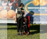 Small #25 Doberman Pinscher