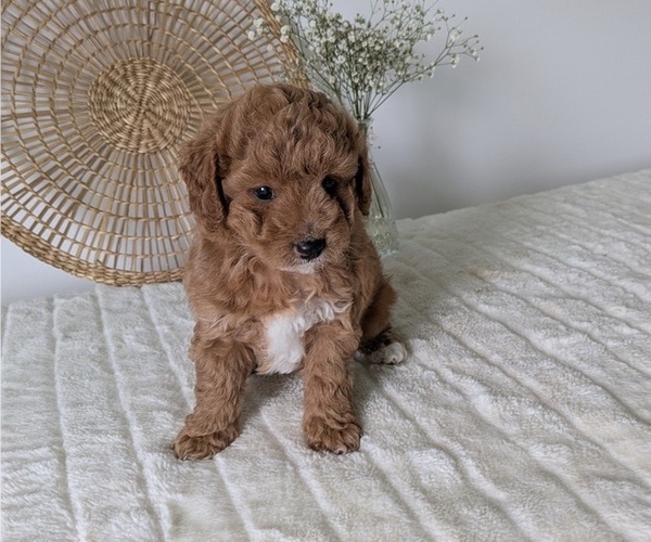 Medium Photo #8 Poovanese Puppy For Sale in GOSHEN, IN, USA