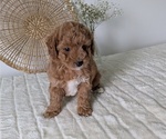 Small Photo #9 Poovanese Puppy For Sale in GOSHEN, IN, USA