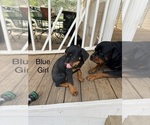 Small Photo #2 Rottweiler Puppy For Sale in DANVILLE, IL, USA