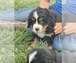 Small Photo #4 Bernese Mountain Dog Puppy For Sale in FRANKTOWN, CO, USA