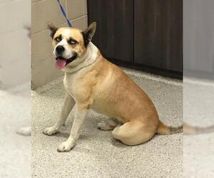 Siberian Husky-Unknown Mix Dogs for adoption in Conroe, TX, USA