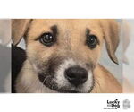 Small Labrador Retriever-Retriever  Mix