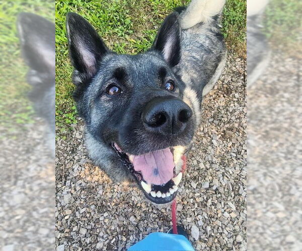 Medium Photo #8 Akita-Norwegian Elkhound Mix Puppy For Sale in Doylestown, PA, USA