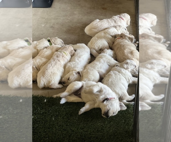 Medium Photo #6 English Cream Golden Retriever Puppy For Sale in ATWATER, CA, USA