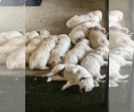 Small #5 English Cream Golden Retriever