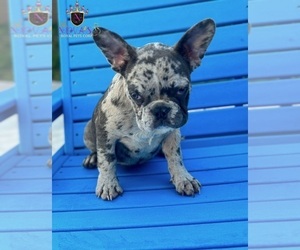 French Bulldog Puppy for sale in SAINT JOHNS, FL, USA